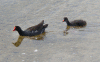 moorhen.gif (134211 bytes)